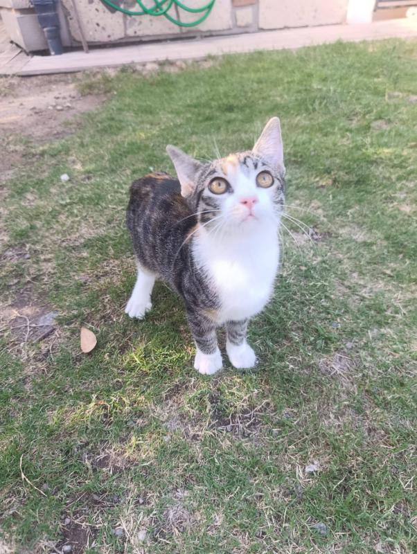 Mimi