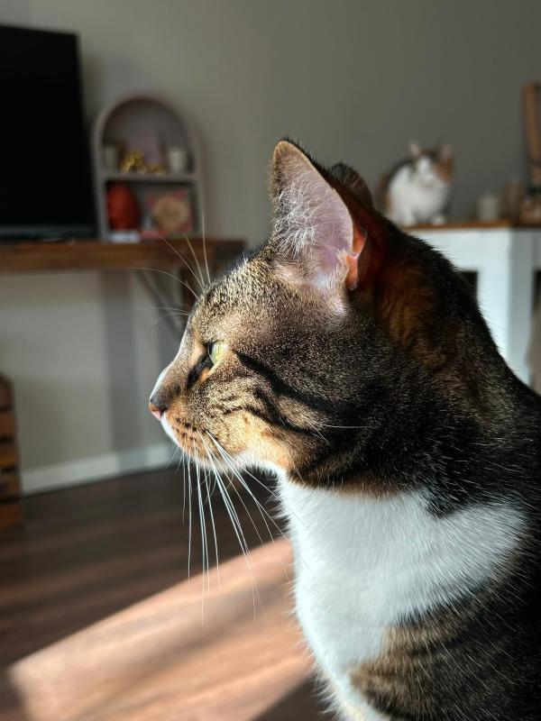 Milo