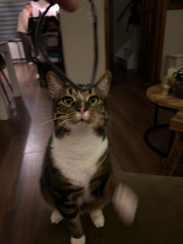 Milo
