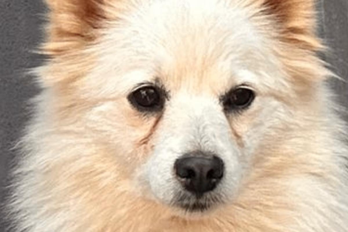 Molly