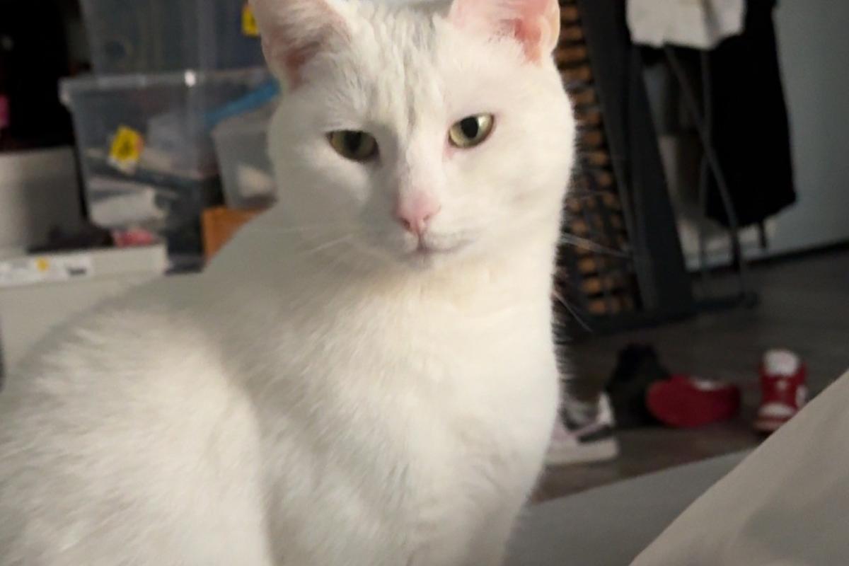 Lily