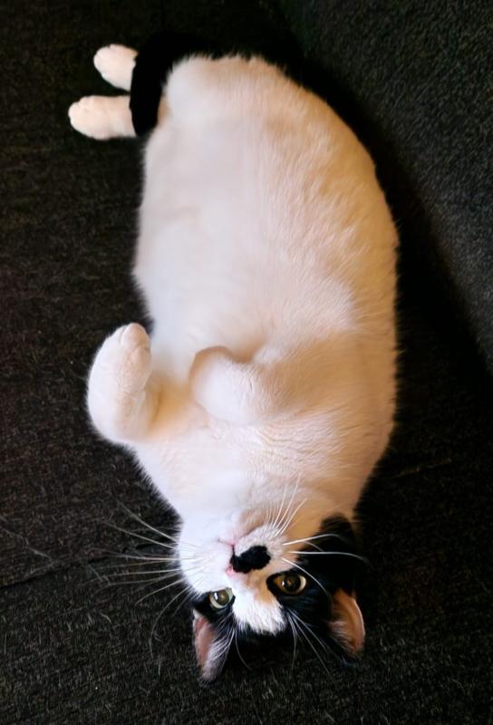 Moe-Y