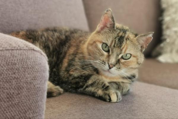 Lieve