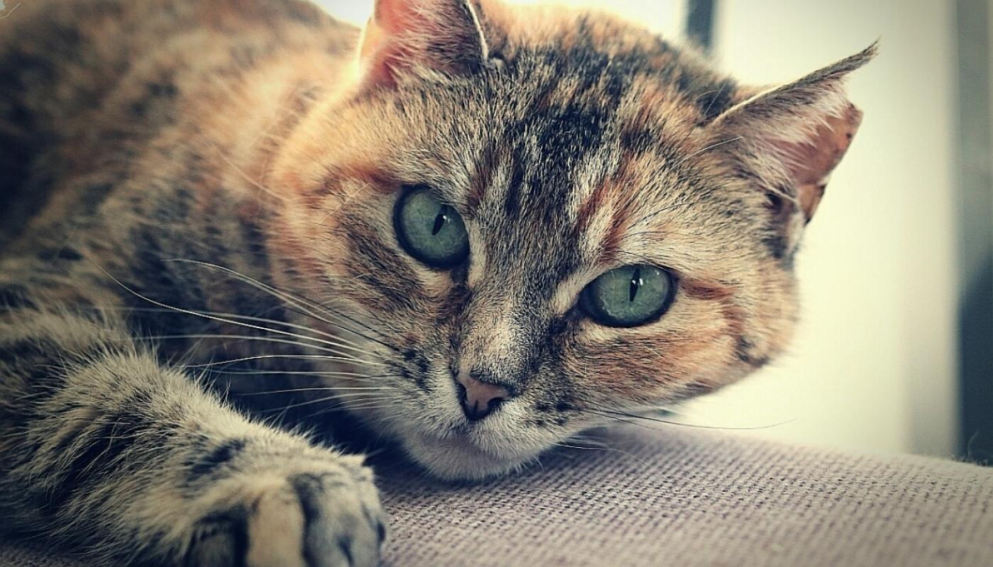 Lieve