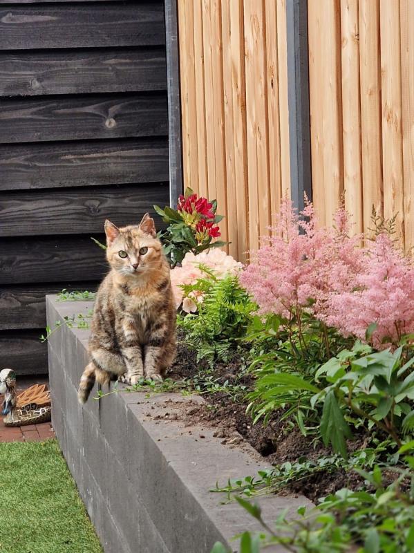 Lieve