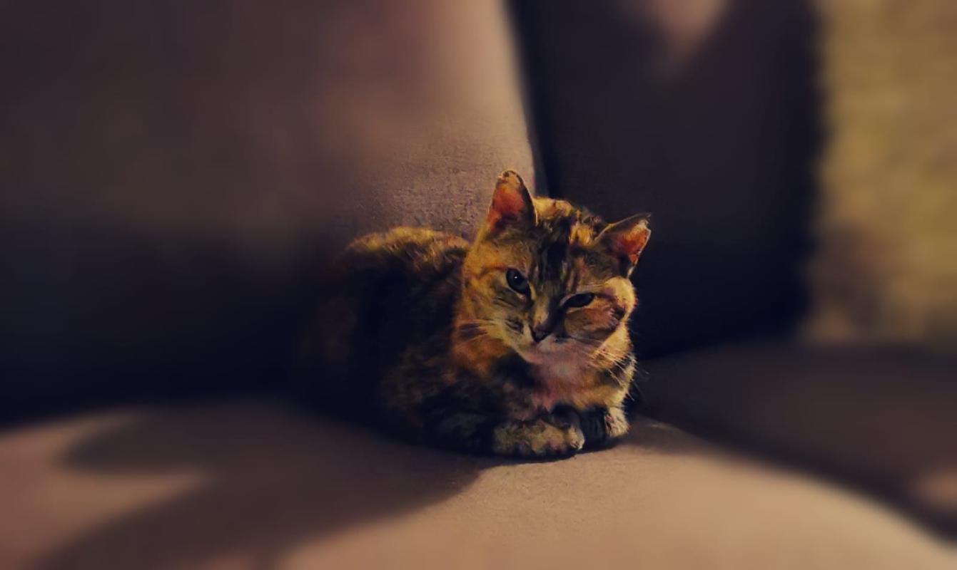 Lieve