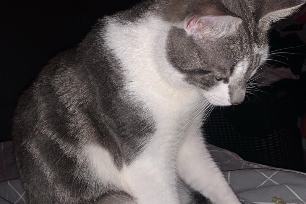 Roots