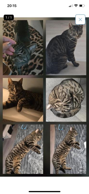 Binkie