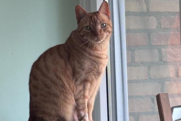 Tijger