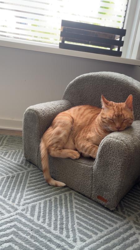 Tijger