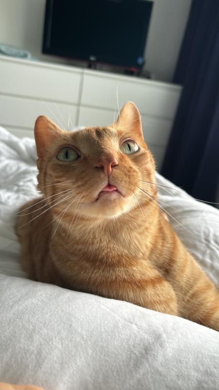 Tijger