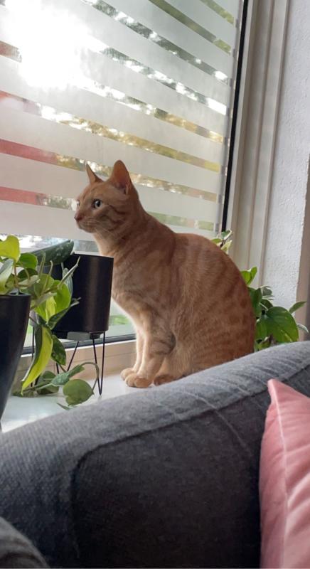 Tijger