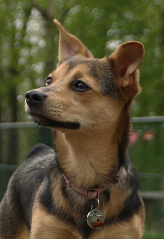 Pip