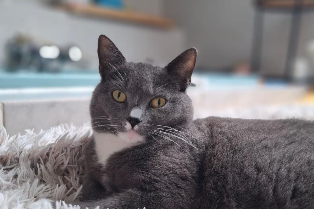 Lilou