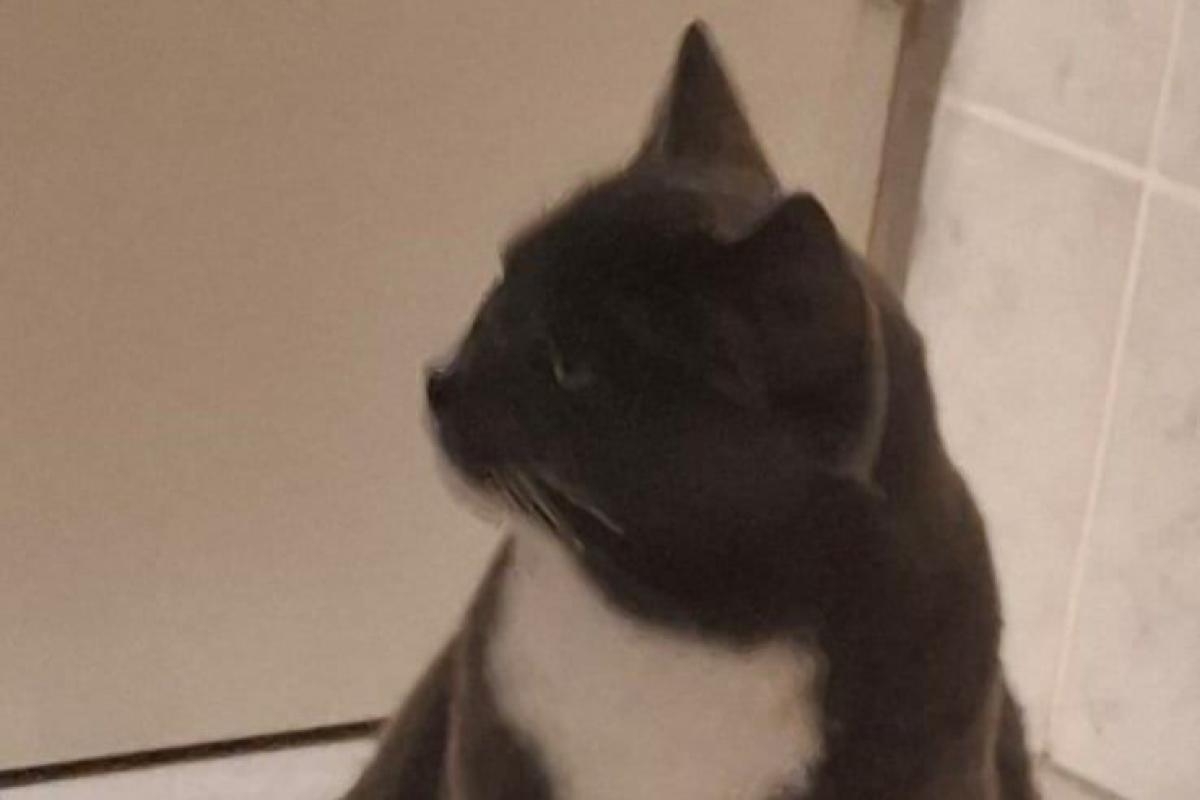Lilou