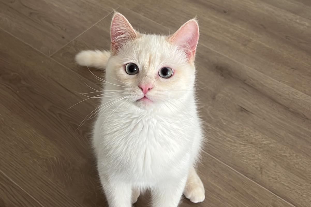 Yuki