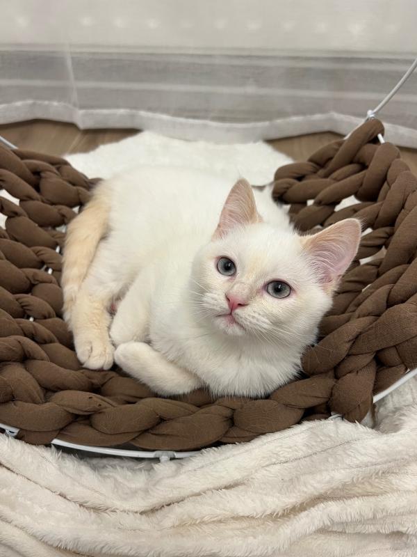 Yuki
