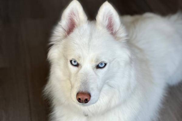 Skaya