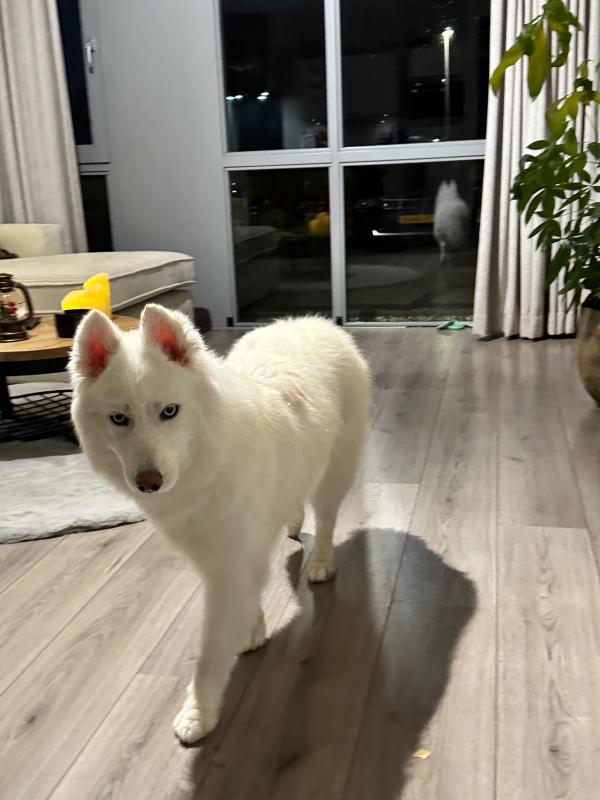 Skaya