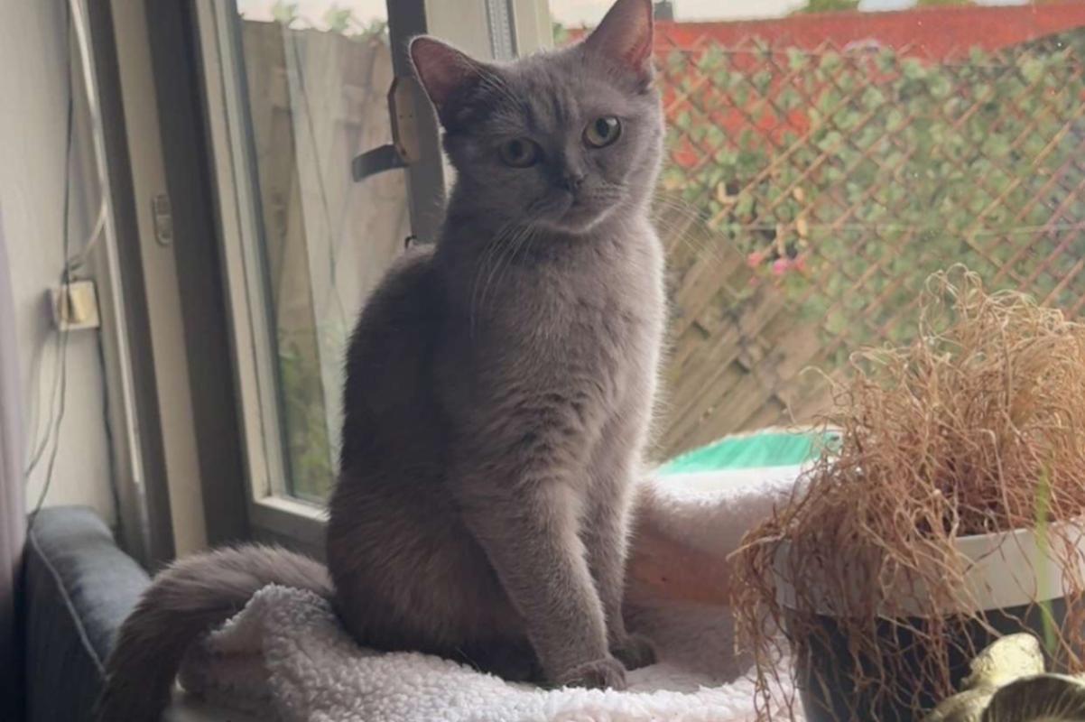 Coco