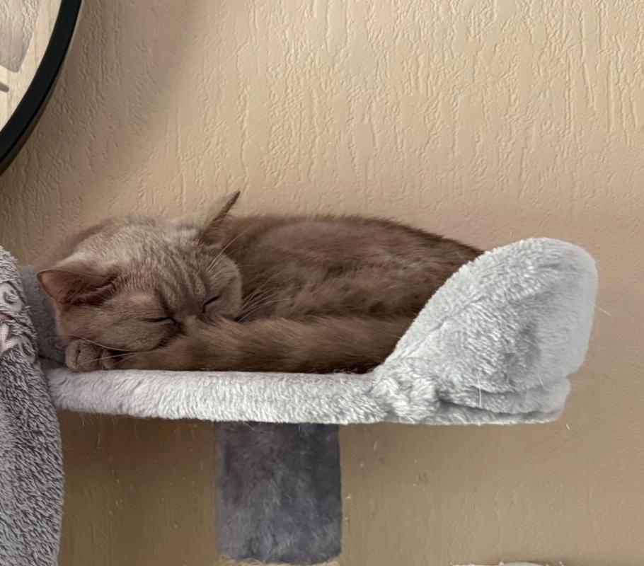 Coco