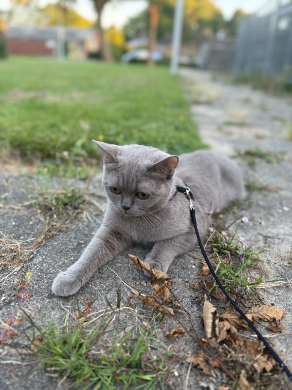 Coco