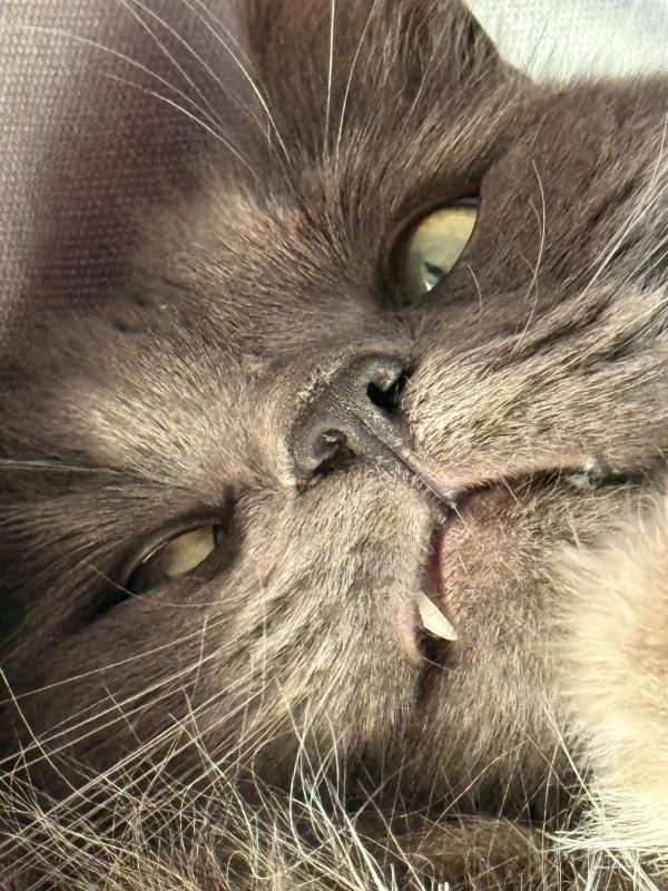 Marley