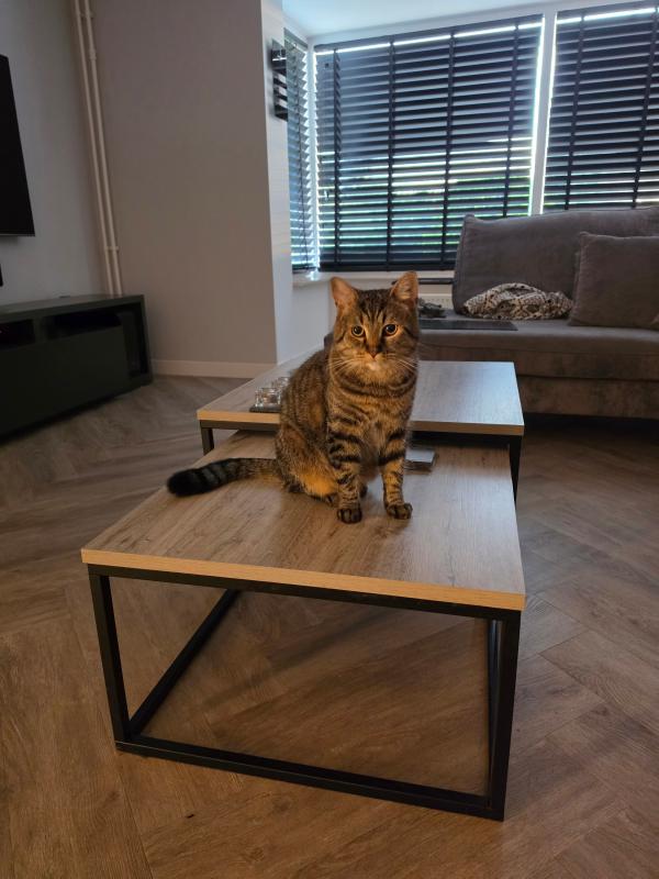 Simba