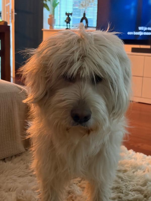 Boris