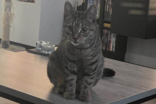 Nala