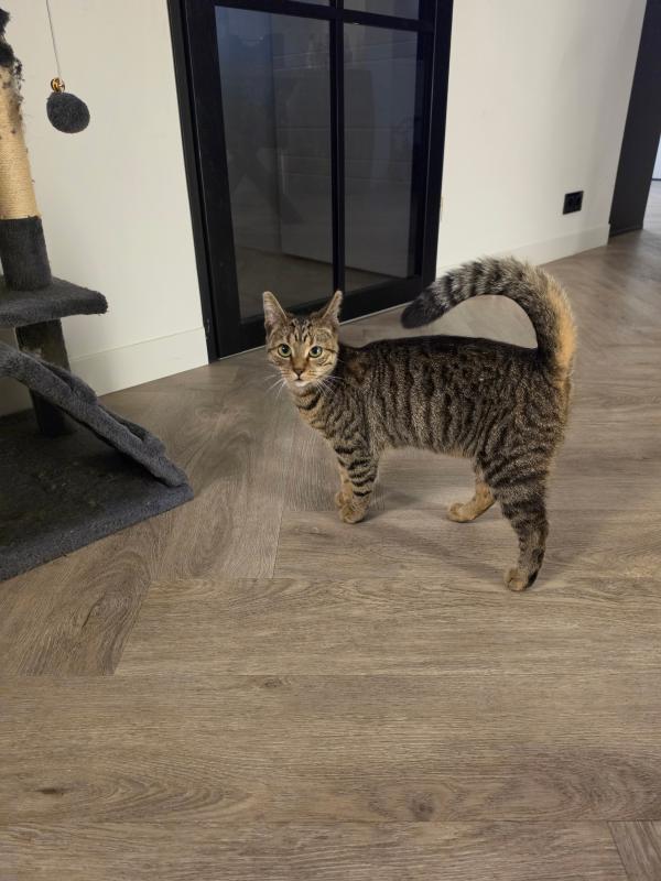 Nala