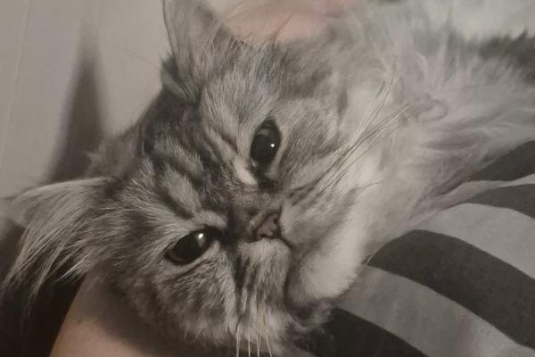 Sylvester