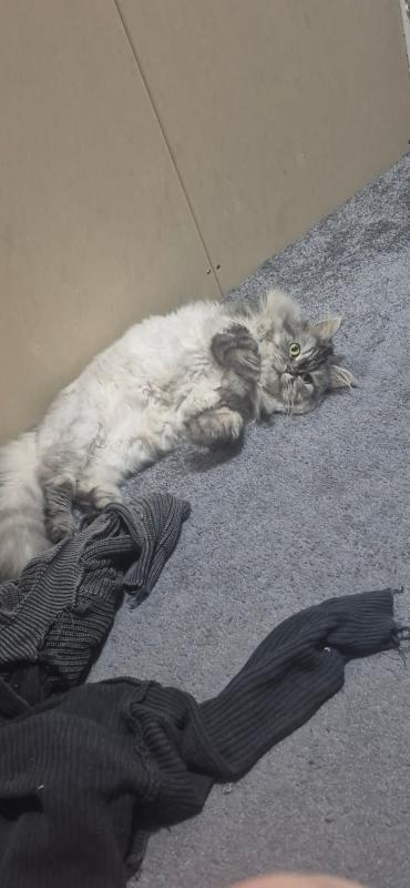 Sylvester