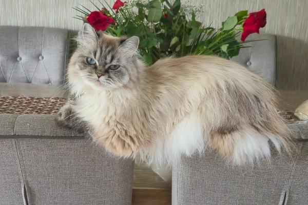 Stella