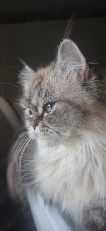 Stella