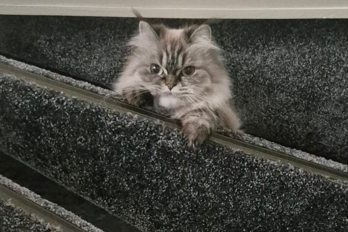 Stella
