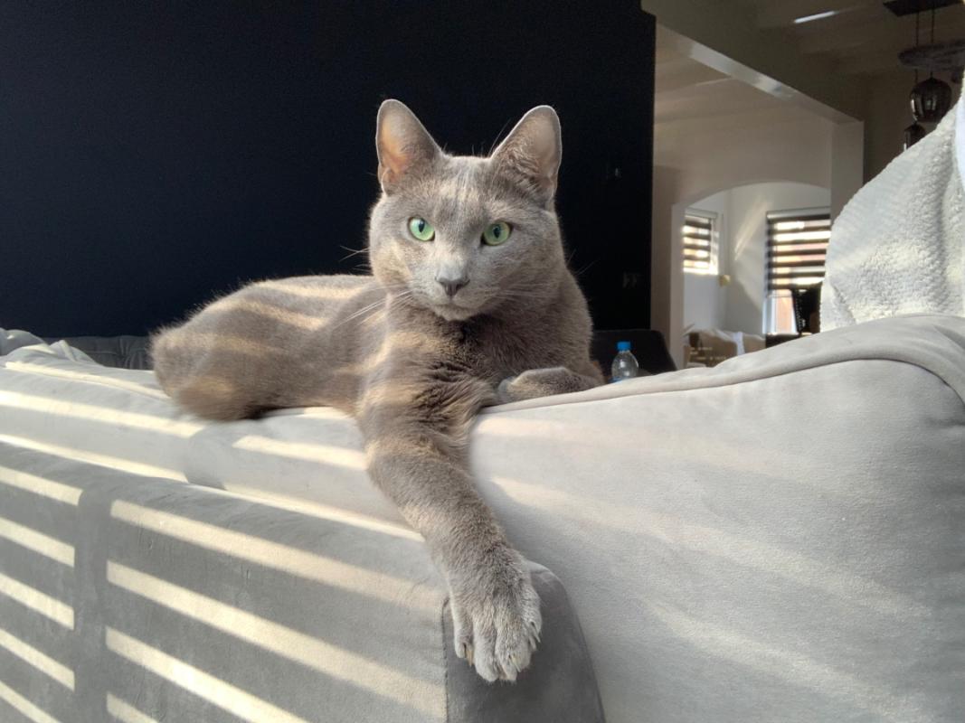 Moti