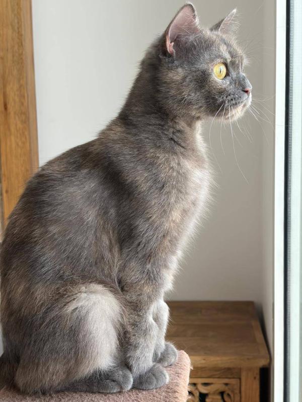 Mocha
