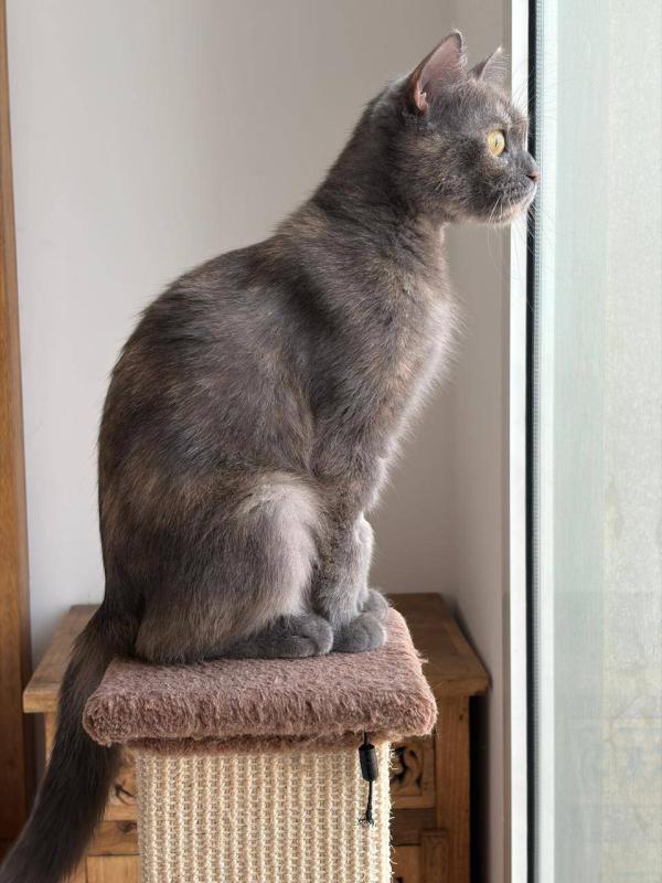 Mocha