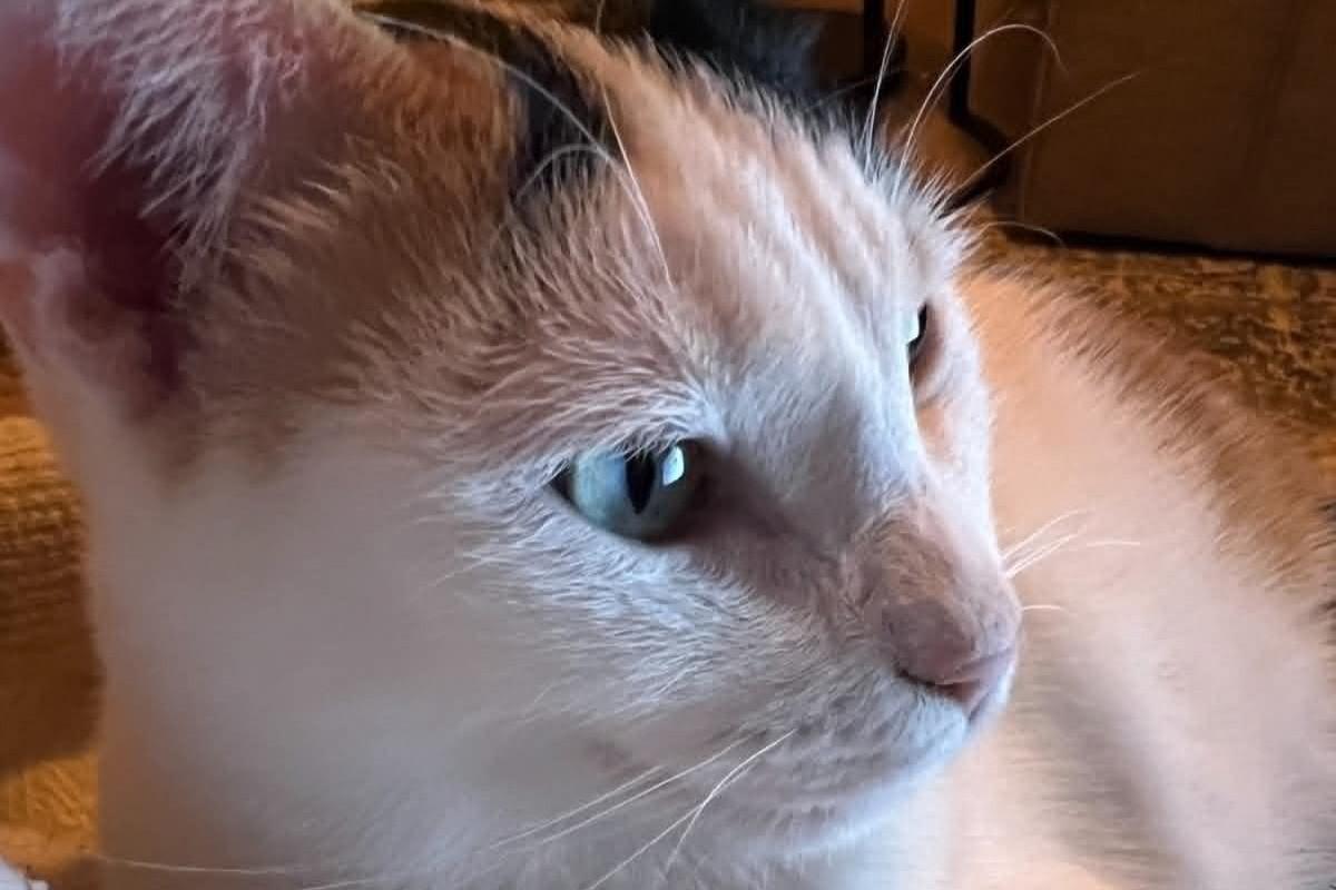 Nika