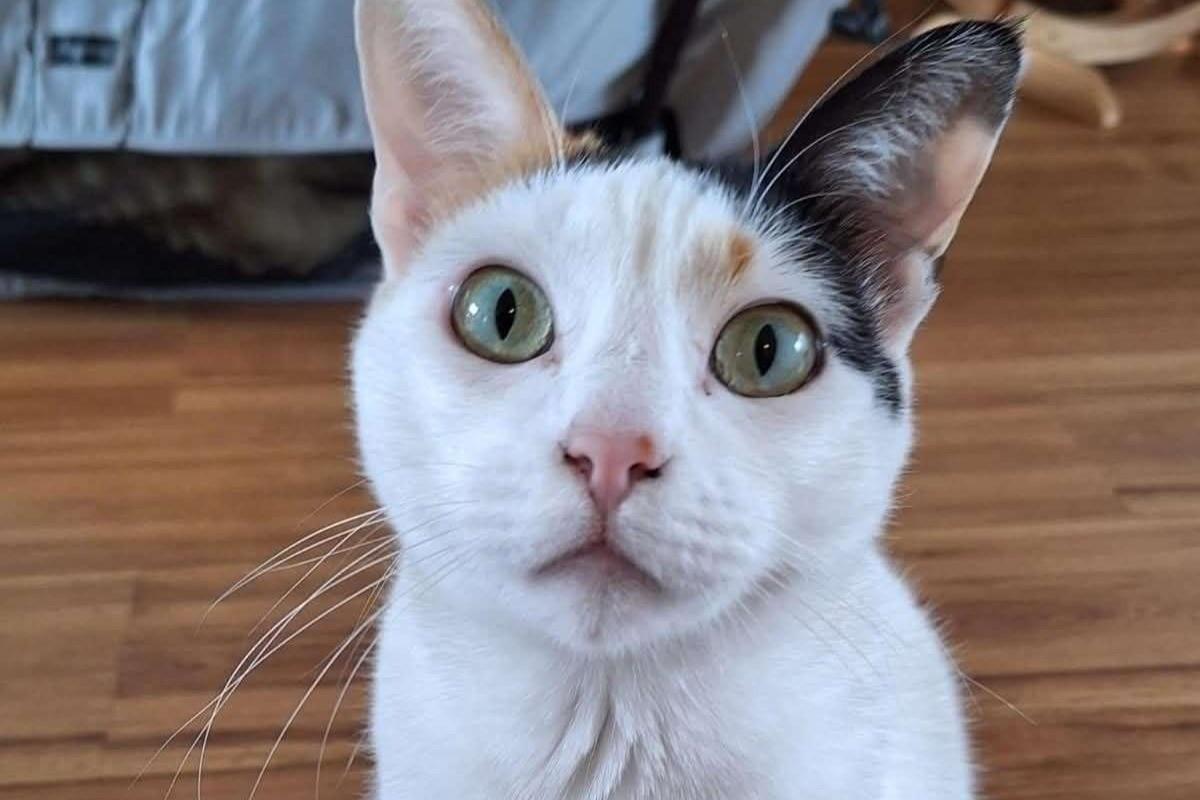 Nika