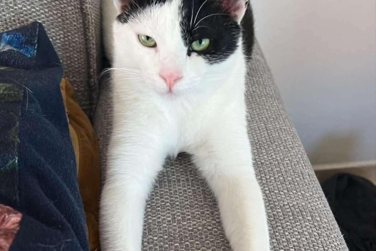 Zeno