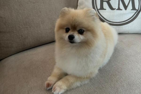 Bella