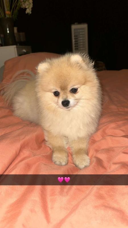 Bella