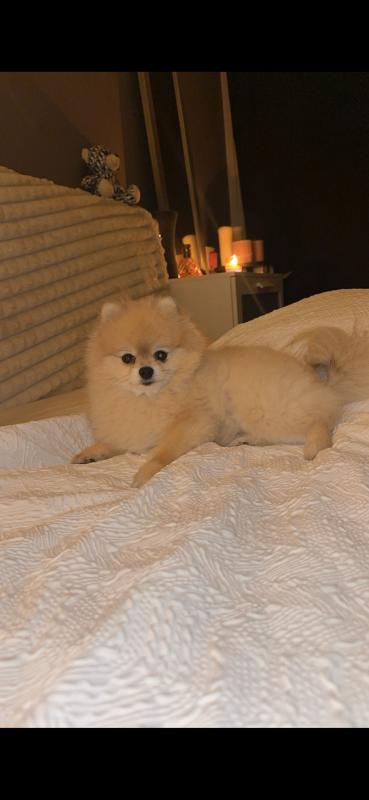 Bella