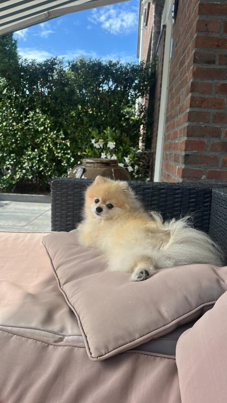 Bella