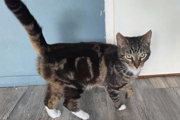 Angel