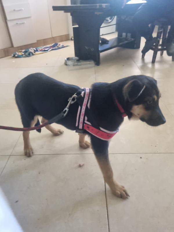 Duke
