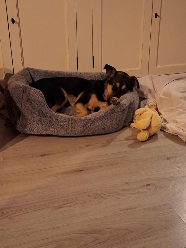 Duke