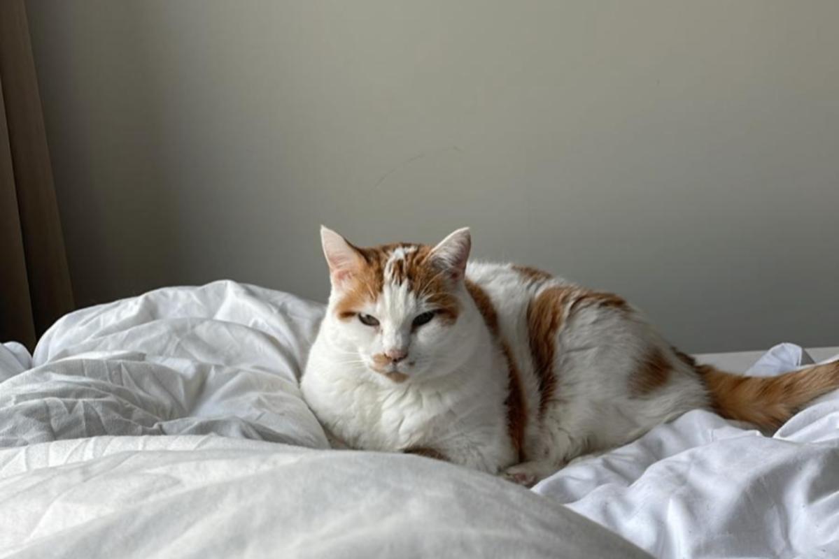 *SPOED* Missy (Miss Poes)
